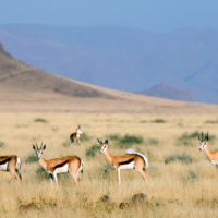 Africa, Namibia, Sossussvlei. A herd of Springbok in the scenic NamibRand Nature Reserve.